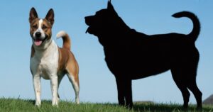 Benefits Grain-Free Diet for Allergic Dogs