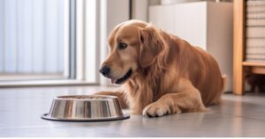 Best Bone Broth Recipe for Dogs