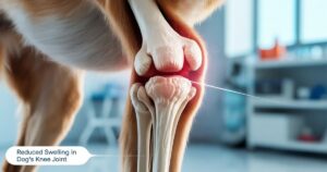 Bone Broth Boost Joint Health for Senior Dogs