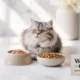 Wet vs Dry Cat Food Which Is Better