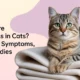 What Are Hairballs in Cats Causes, Symptoms, & Simple Remedies